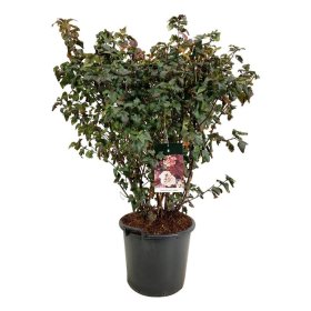 Dekoratyvinis krūmas, pūslenis putinalapis "Diabolo", aukštis 100-125 cm., vazonas 30 l.