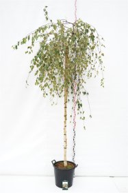 Dekoratyvinis medis, beržas karpuotasis "Youngii", aukštis 120 cm., vazonas 35 l.