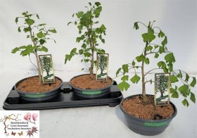 Dekoratyvinis medis, ginkmedis "Biloba", vazonėlio skersmuo 23 cm.