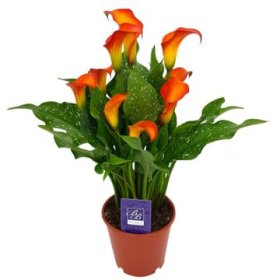 Kambarinis augalas, kalija "Morning Sun", vazonėlio skersmuo 11 cm.