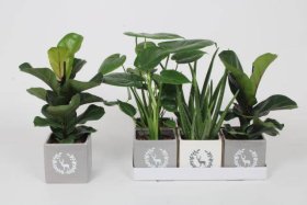 Kambarinis augalas, lapiniai augalai, įvairūs, vazonėlio skersmuo 12 cm.