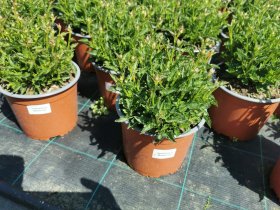 Daugiametė gėlė, katilėlis, vazono skersmuo 17 cm.