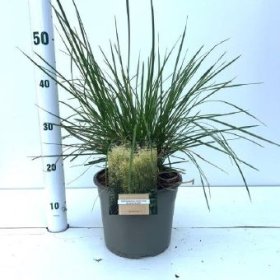 Žolinis augalas, kupstinė šluotsmilgė "Goldschleier", vazonėlio skersmuo 21 cm.