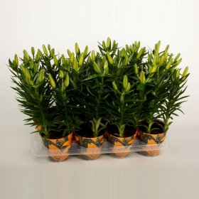 Kambarinis augalas, lelija "Tiny Bee", vazonėlio skersmuo 13 cm.