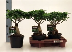 Kambarinis augalas, fikusas (bonsai), vazonėlio skersmuo 22 cm.