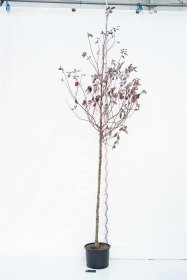 Dekoratyvinis krūmas, sedula baltoji "Sibirica", aukštis 250 cm., vazonas 35 l.