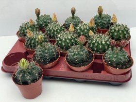 Kambarinis augalas, kaktusas (žydintis), vazonėlio skersmuo 8 cm.