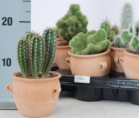 Kambarinis augalas, kaktusų kompozicija, vazonėlio skersmuo 10 cm.