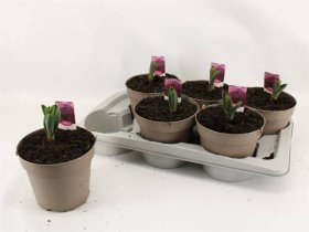 Daugiametė gėlė, česnakas dekoratyvinis "Ostara", vazonėlio skersmuo 17 cm.