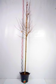 Vaismedis, obelis "Evereste", vazonas 35 l.