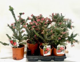 Dekoratyvinis krūmas, grevilėja "Win Wonder", vazonėlio skersmuo 15 cm.