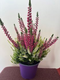 Vienmetė gėlė, viržis "Collor Crown", vazonėlio skersmuo 14 cm.