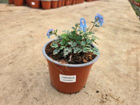 Daugiametė gėlė, rūtenis, vazonėlio skersmuo 15 cm.