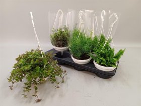 Kambarinis augalas, įvairūs svyratys lapiniai augalai, vazonėlio skersmuo 12 cm.
