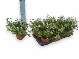 Dekoratyvinis krūmas, ožekšnis japoninis "Harlequi", vazonėlio skersmuo 13 cm.