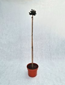 Spygliuotis, eglė serbinė "Pimoko", vazonas 5 l.