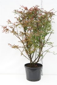 Dekoratyvinis krūmas, ožekšnis sparnuotasis, aukštis 150-175 cm., vazonas 180 l.