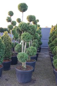 Spygliuotis, tuja vakarinė "Brabant", aukštis 175-200 cm., vazonas 90 l.