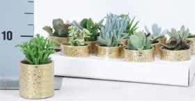 Kambarinis augalas, sukulentas, keraminiame vazonėlyje, vazonėlio skersmuo 6 cm.