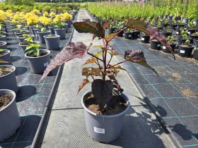 Daugiametė gėlė, kinrožė, vazonėlio skersmuo 19 cm.