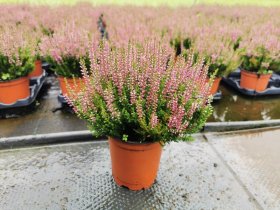 Vienmetė gėlė, viržis, vazonėlio skersmuo 12 cm.