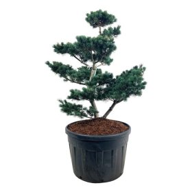 Spygliuotis, pušis smulkiažiedė "Negishi" (bonsai), aukštis 100-125 cm., vazonas 180 l.