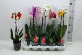 Kambarinis augalas, orchidėja (Phalaenopsis), 1 šaka, vazonėlio skersmuo 12 cm.