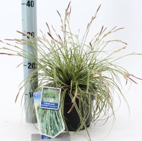 Žolinis augalas, viksva "Evercream", vazonėlio skersmuo 17 cm.