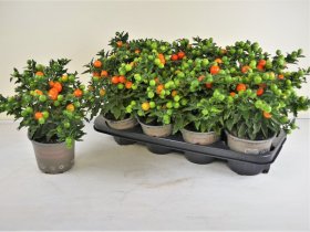 Kambarinis augalas, kiauliauogė, vazonėlio skersmuo 13 cm.