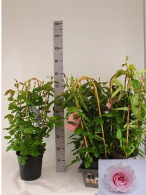 Daugiametė gėlė, rožė "Dolce Select", vazonėlio skersmuo 22 cm.