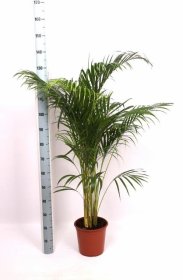 Kambarinis augalas, dipsis gelsvasis, vazonėlio skersmuo 21 cm.