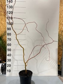 Dekoratyvinis medis, karklas kraipusis, vazonėlio skersmuo 22 cm.