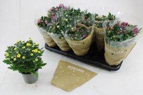 Kambarinis augalas, chrizantema, vazonėlio skersmuo 12 cm.