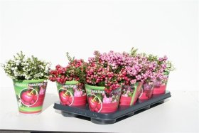 Šliaužiantis augalas, bruknuolė, vazonėlio skersmuo 14 cm.