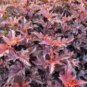 Dekoratyvinis krūmas, pūslenis paprastasis "Diable D"or", vazonėlio talpa 2 l.