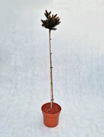 Spygliuotis, eglė paprastoji "Gold Nugget", vazonas 5 l.