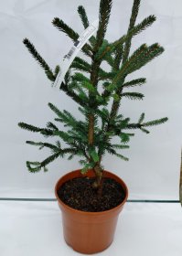 Spygliuotis, eglė baltoji "Xavery", vazono talpa 3 l.