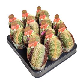 Kambarinis augalas, kaktusas "Espostoa", vazonėlio skersmuo 7 cm.