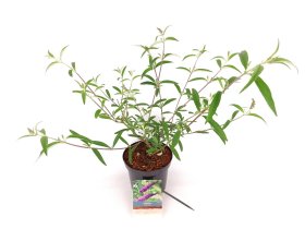 Dekoratyvinis krūmas, budlėja Davido "Ile de France", vazonas 3 l.