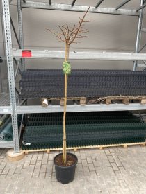 Dekoratyvinis medis, ginkmedis "Mariken", vazonėlio skersmuo 36 cm.