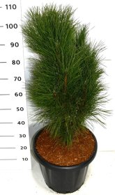 Spygliuotis, pušis "Green Tower", vazonėlio skersmuo 38 cm.