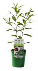 Dekoratyvinis krūmas, paragvajinis bugienis (Yerba mate), vazonėlio talpa 2 l.