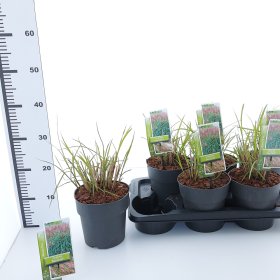 Žolinis augalas, miskantas "Red Chief", vazonėlio skersmuo 17 cm.