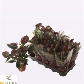 Kambarinis augalas, anturis "Chocolate", vazonėlio skersmuo 12 cm.