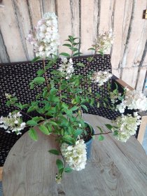 Dekoratyvinis krūmas, hortenzija šluotelinė "Vanille Fraise", vazonas 2 l.