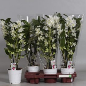 Kambarinis augalas, orchidėja "Dendrobium Apollon", 2 šakos, vazonėlio skersmuo 12 cm.