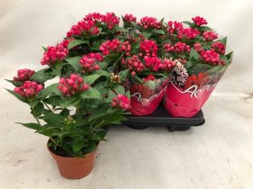 Kambarinis augalas, bugenvilija "Amora Beja", vazonėlio skersmuo 12 cm.