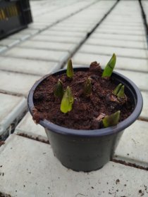 Daugiametė gėlė, scylė, vazonėlio skersmuo 9 cm.