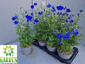 Daugiametė gėlė, pentinius "Grandiflorum", vazonėlio skersmuo 13 cm.