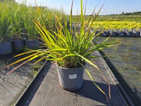 Žolinis augalas, posmilgė, vazonėlio skersmuo 19 cm.